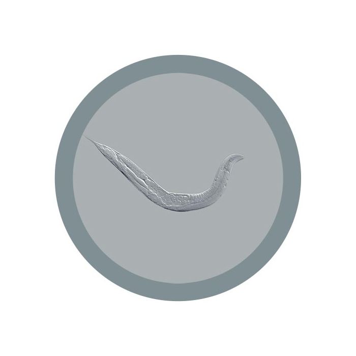 C. elegans microbial