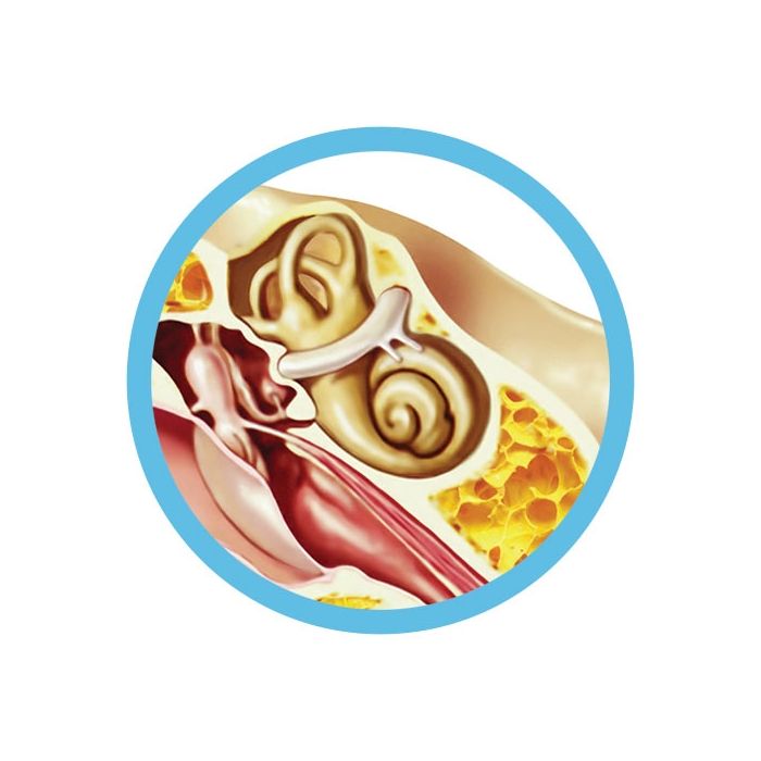 Inner Ear real image