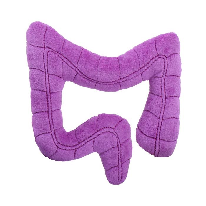 Colon plush back