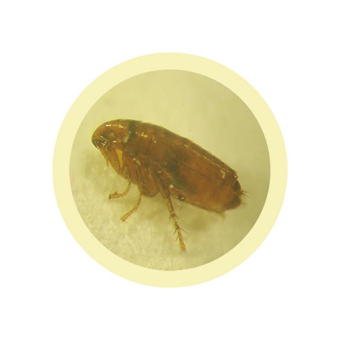 Flea microbial