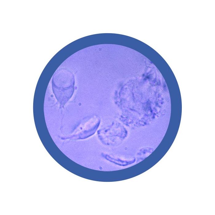 Giardia microbial