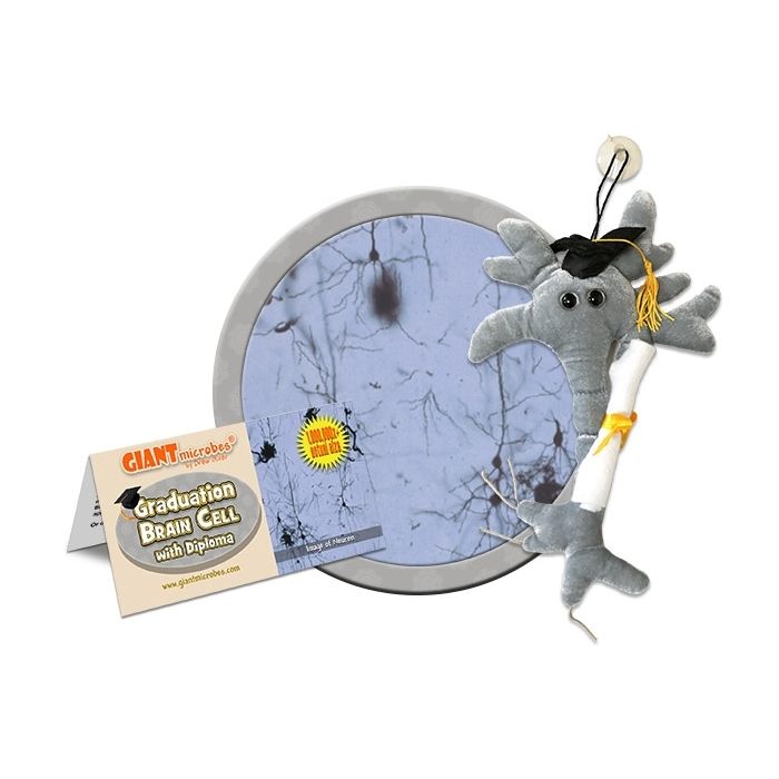 Grad Brain with Diploma cluster