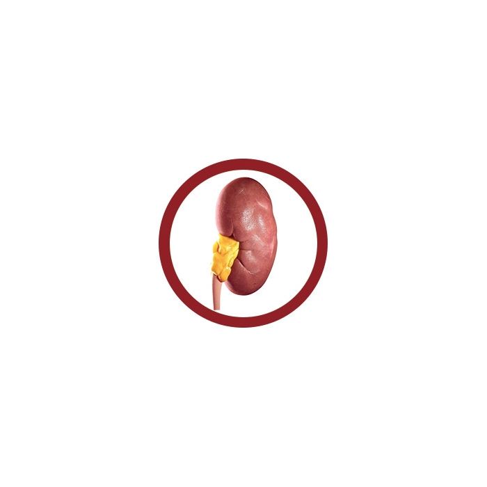 Kidney real image