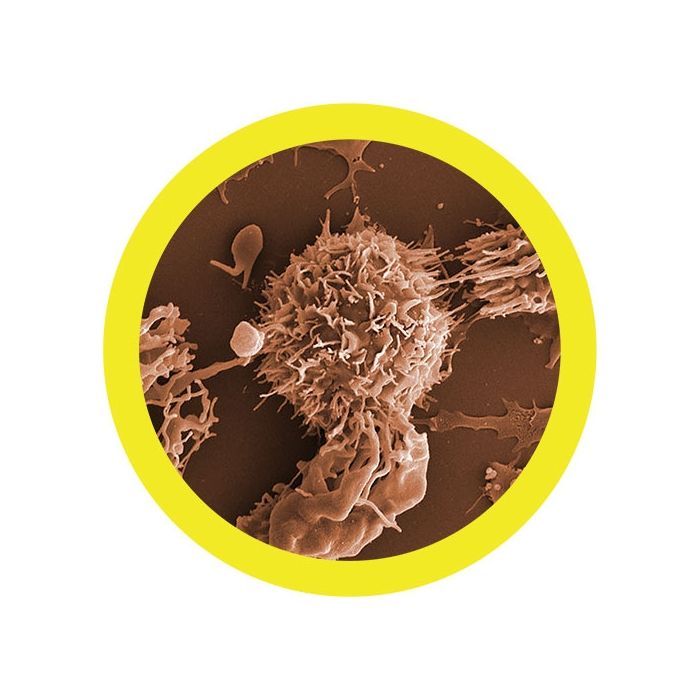Leukemia microbial