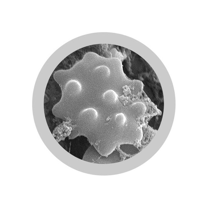 White Blood Cell microbial