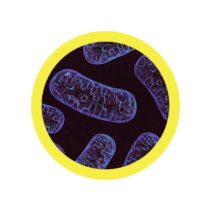 Mitochondria microbial