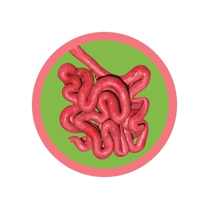 Small Intestine real image