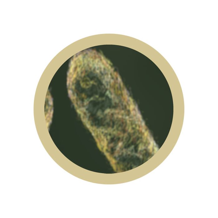 Stomach Ache microbial