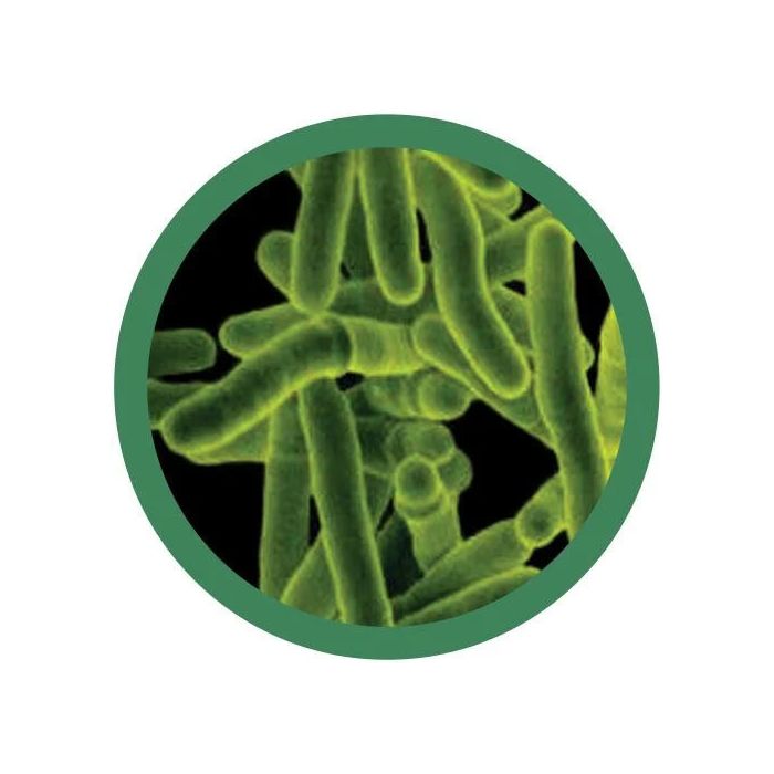 TB microbial