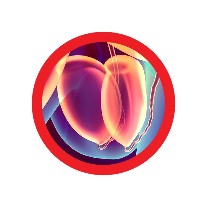 Testicles real image