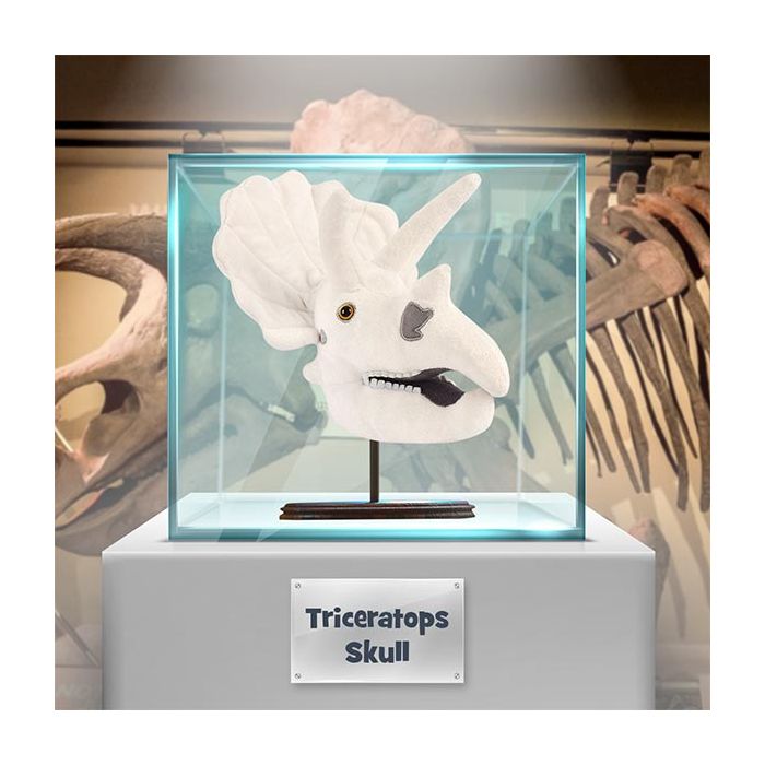 Triceratops skull in museum glass