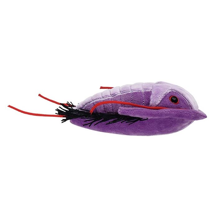 Trilobite plush side