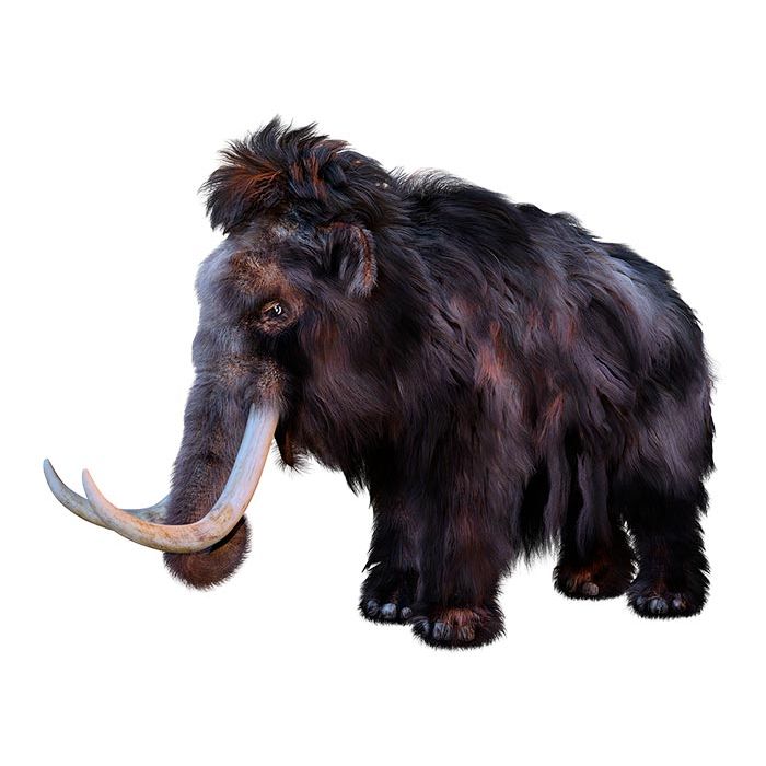 Woolly Mammoth dinosaur