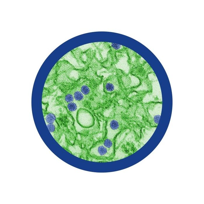 Zika virus microbial