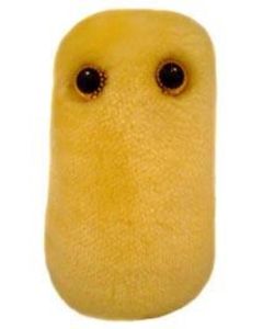 Cough (Bordetella pertussis)