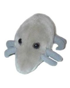 Dust Mite (Dermatophagoides pteronyssinus)