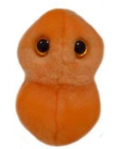 Ear Ache (S. pneumoniae)