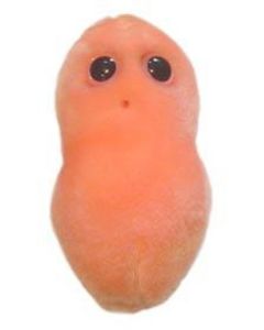 Pimple (Propionibacterium acnes)