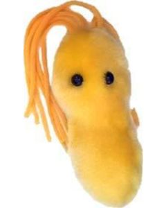 Ulcer (Helicobacter pylori)