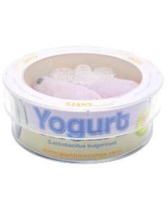 Yogurt (Lactobacillus bulgaricus) Petri Dish