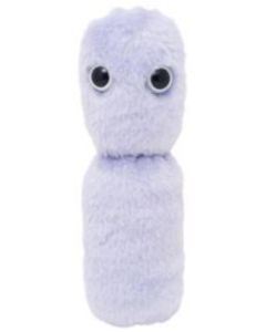 Yogurt (Lactobacillus bulgaricus)