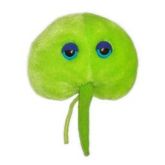 Red Tide (Alexandrium tamarense)