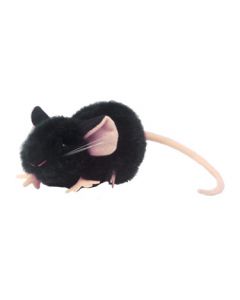 Black Lab Mouse (C57BL/6)