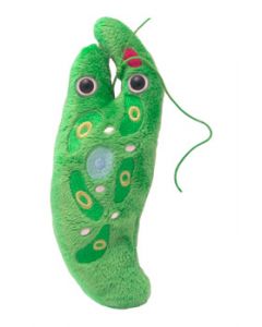 Euglena (Euglena gracilis)