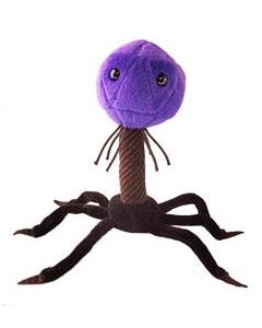 T4 (T4-Bacteriophage)