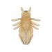 Louse plush back
