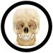 Skull real image
