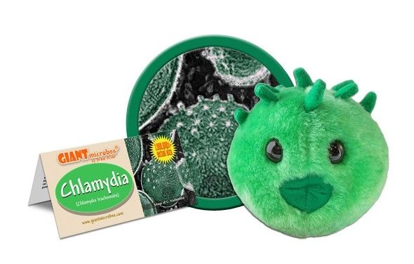 Chlamydia cluster