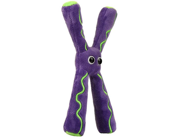 Chromosome plush angle