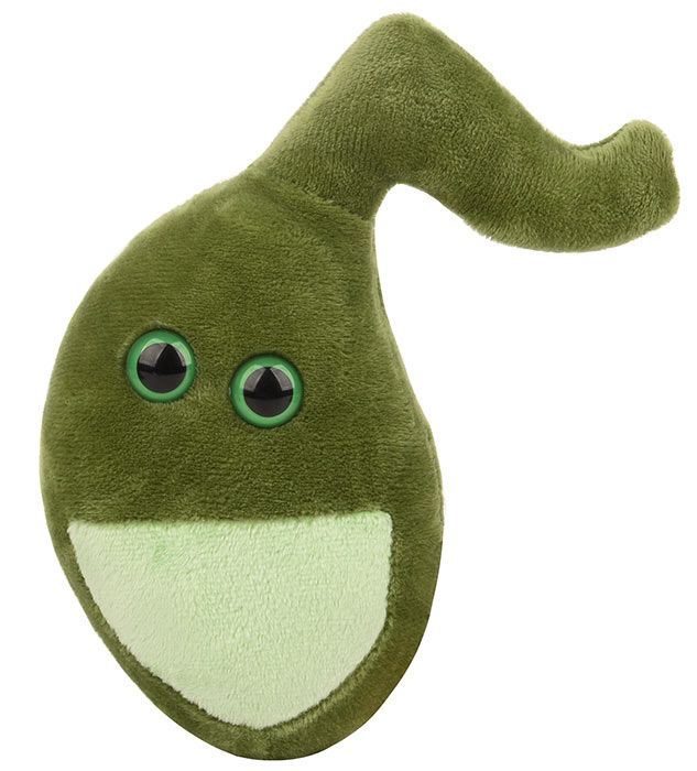 Gallbladder plush front