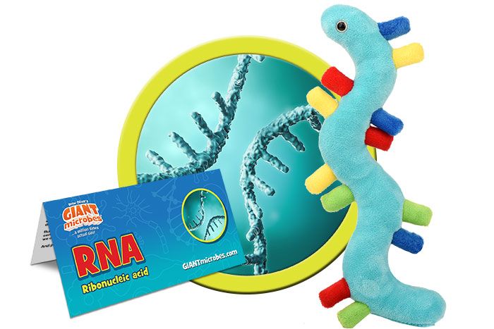 RNA plush cluster