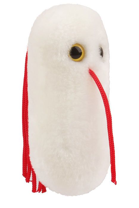 Salmonella plush angle