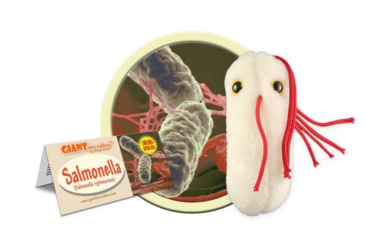 Salmonella plush cluster