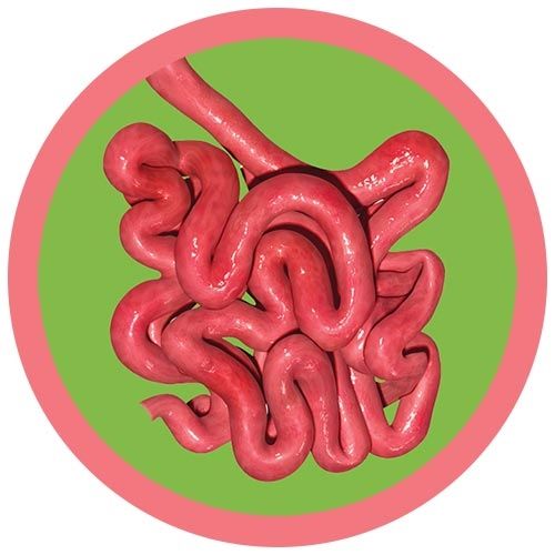 Small Intestine real image