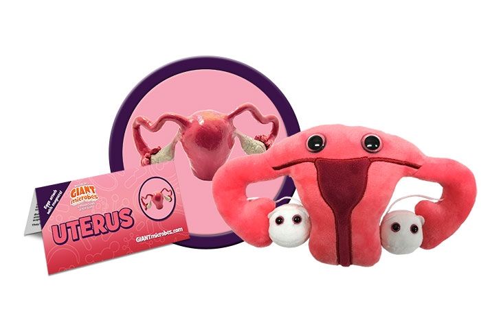 Uterus cluster