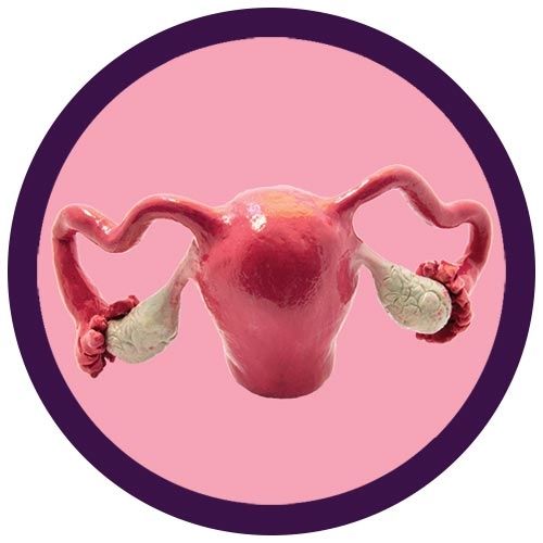 Uterus model image