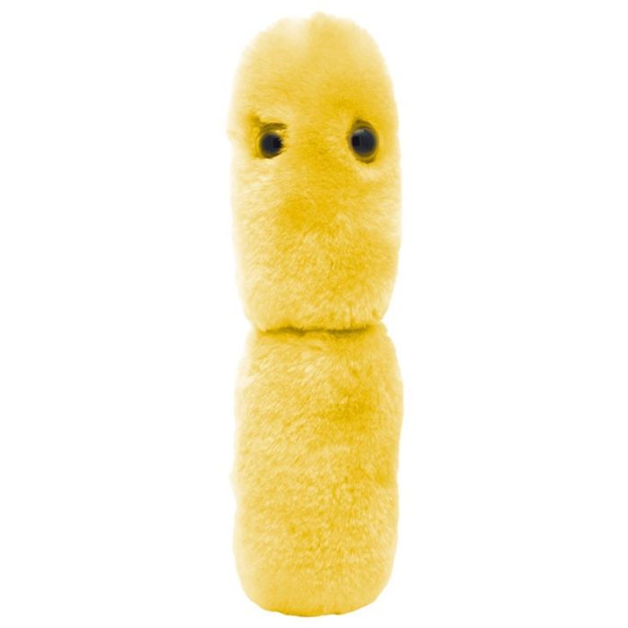 Acidophilus plush yellow