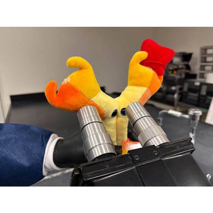 Antibody plush using microscope