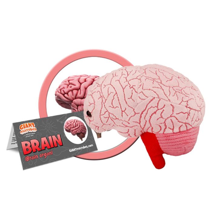 Brain plush cluster