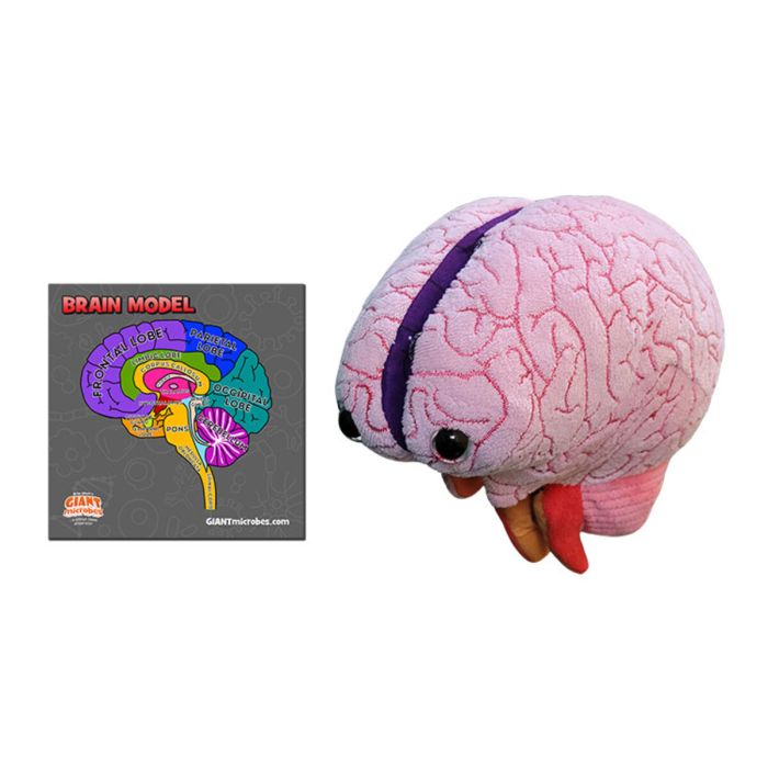 Brain plush model cluster