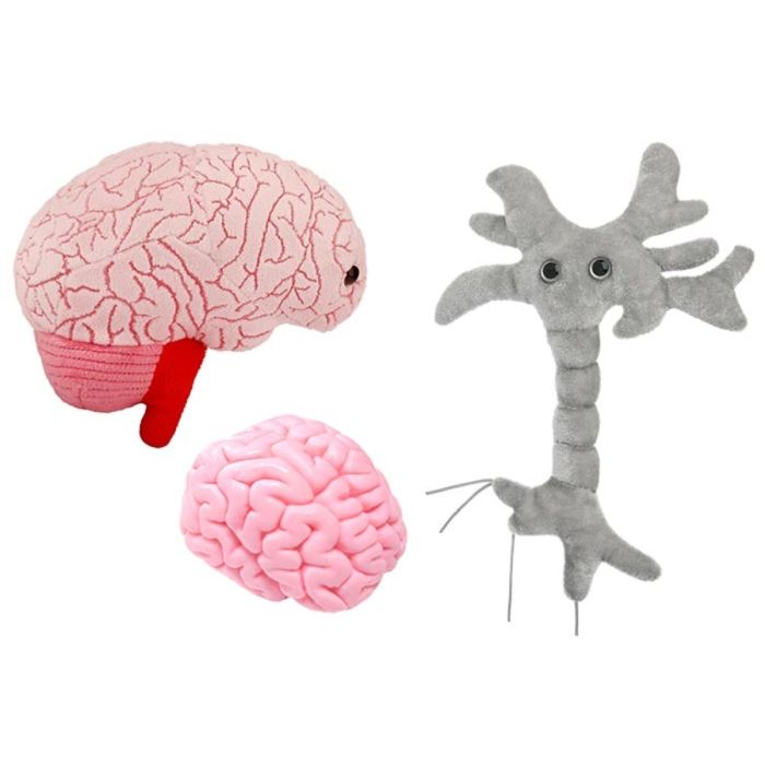 Brainy Deluxe 3-pack bundle