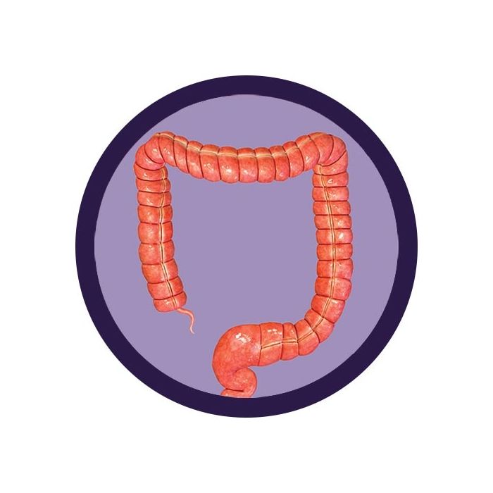 Colon real image