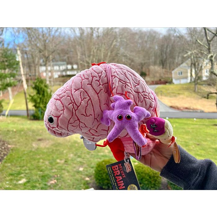 Deluxe Brain IRL left