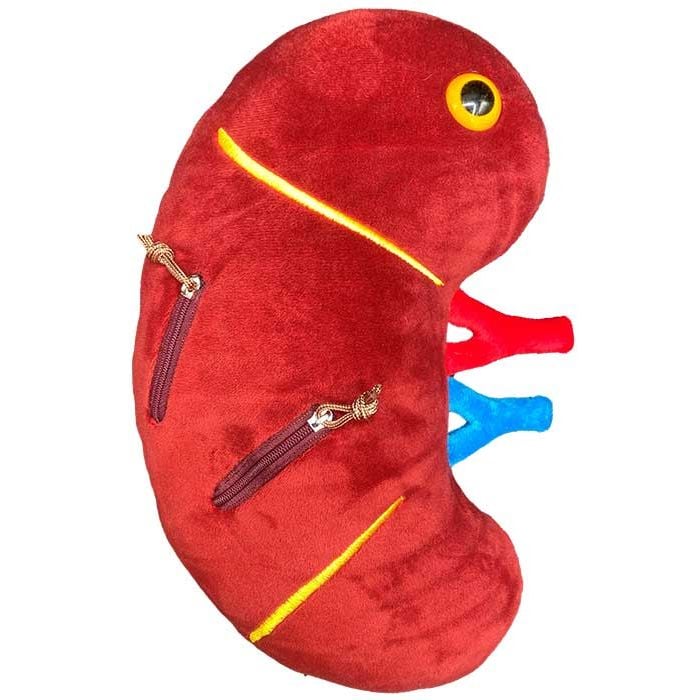 Deluxe Kidney plush side