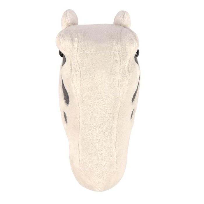 Diplodocus skull top