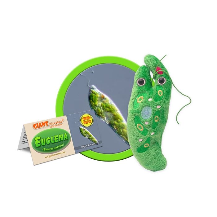 Euglena cluster